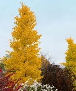 Brighter Blooms Shade Trees Goldspire Ginkgo Tree