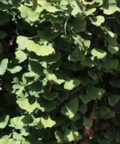 Brighter Blooms Shade Trees Goldspire Ginkgo Tree 9 Brighter Blooms Shade Trees Goldspire Ginkgo Tree