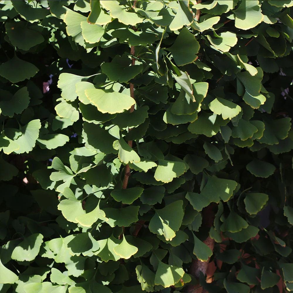 Brighter Blooms Shade Trees Goldspire Ginkgo Tree 5 Brighter Blooms Shade Trees Goldspire Ginkgo Tree