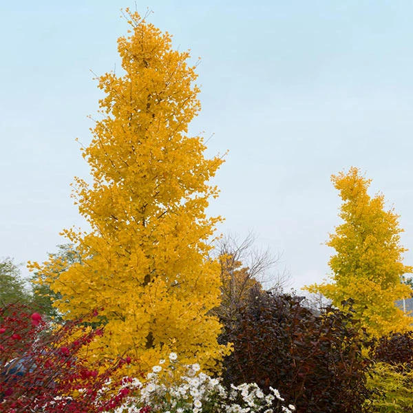 Brighter Blooms Shade Trees Goldspire Ginkgo Tree 1 Brighter Blooms Shade Trees Goldspire Ginkgo Tree