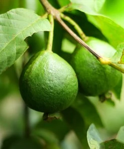 Brighter Blooms Guava Tree 'Ruby Supreme' SHOP ALL 7 Brighter Blooms Guava Tree 'Ruby Supreme' SHOP ALL