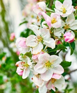 Brighter Blooms Gala Apple Tree Fruit Trees 9 Brighter Blooms Gala Apple Tree Fruit Trees