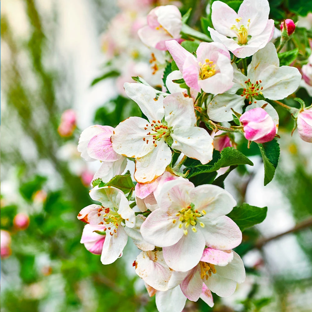 Brighter Blooms Gala Apple Tree Fruit Trees 5 Brighter Blooms Gala Apple Tree Fruit Trees