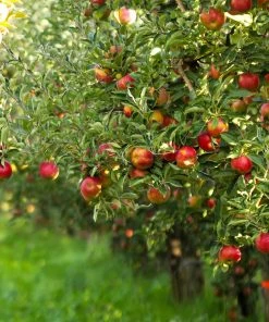 Brighter Blooms Gala Apple Tree Fruit Trees