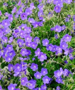 Brighter Blooms Geranium Rozanne Perennials 6 Brighter Blooms Geranium Rozanne Perennials