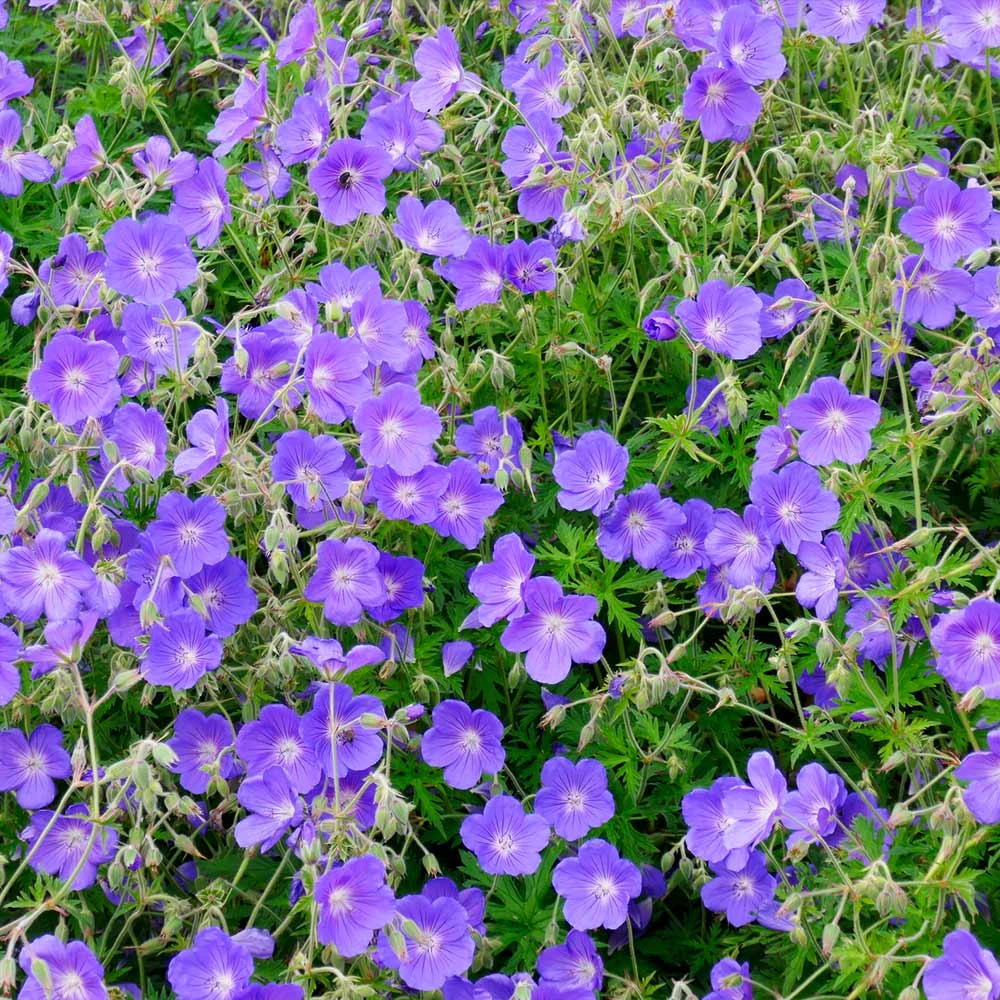 Brighter Blooms Geranium Rozanne Perennials 3 Brighter Blooms Geranium Rozanne Perennials