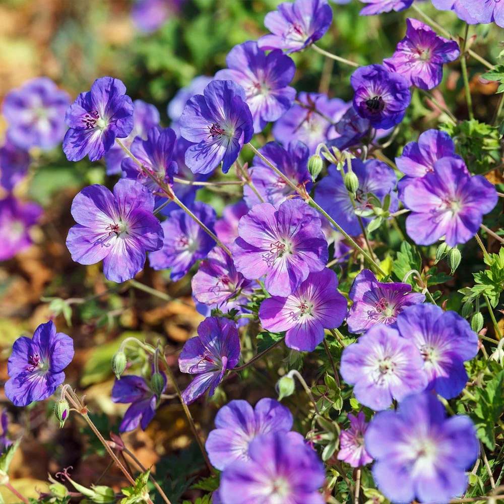 Brighter Blooms Geranium Rozanne Perennials 4 Brighter Blooms Geranium Rozanne Perennials