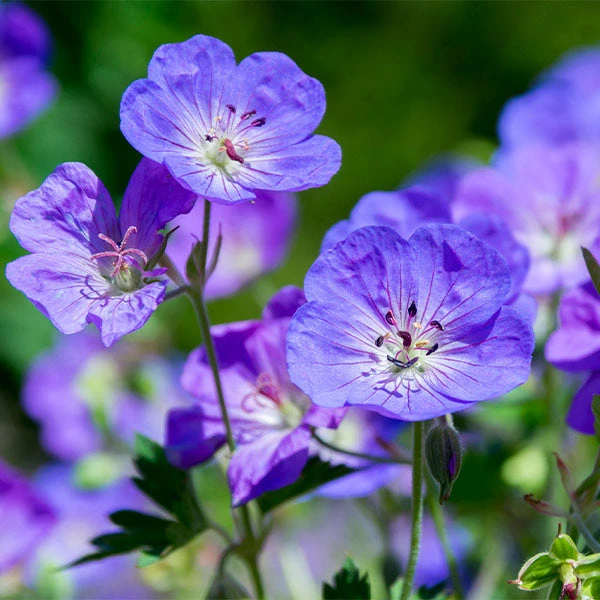 Brighter Blooms Geranium Rozanne Perennials 1 Brighter Blooms Geranium Rozanne Perennials