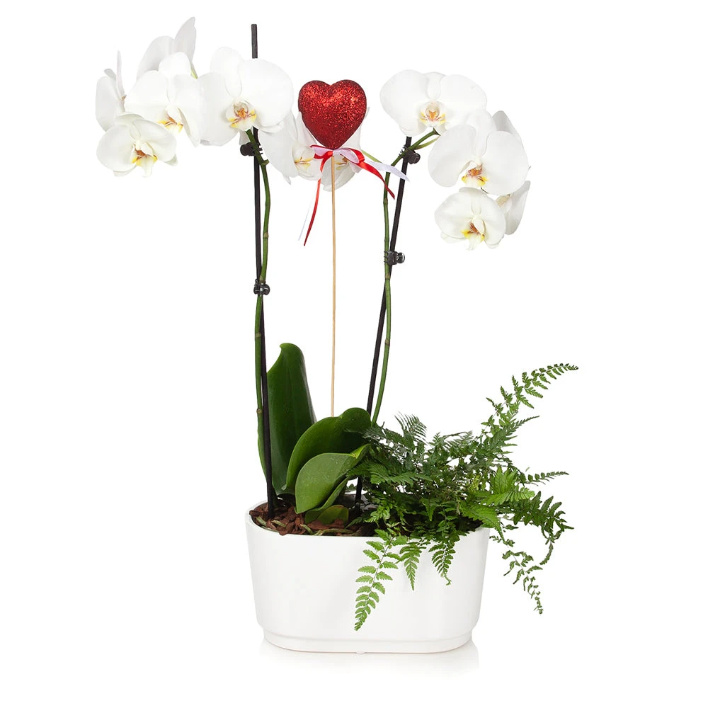 Brighter Blooms Gianna White Orchid And Fern Gift Plant SHOP ALL 2 Brighter Blooms Gianna White Orchid And Fern Gift Plant SHOP ALL