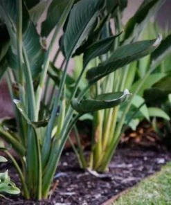 Brighter Blooms Ginger Plant 8 Brighter Blooms Ginger Plant