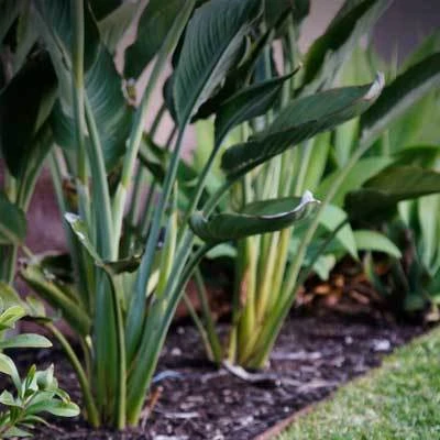 Brighter Blooms Ginger Plant 4 Brighter Blooms Ginger Plant