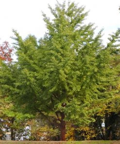 Brighter Blooms Ginkgo Tree Shade Trees 10 Brighter Blooms Ginkgo Tree Shade Trees
