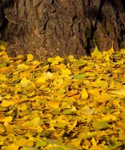 Brighter Blooms Ginkgo Tree Shade Trees 9 Brighter Blooms Ginkgo Tree Shade Trees
