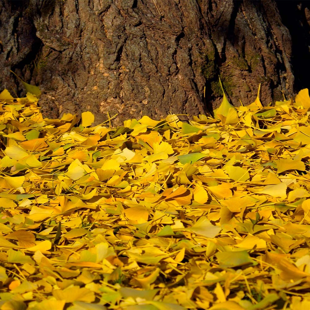 Brighter Blooms Ginkgo Tree Shade Trees 4 Brighter Blooms Ginkgo Tree Shade Trees