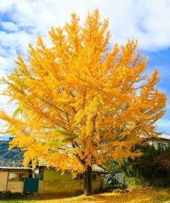 Brighter Blooms Ginkgo Tree Shade Trees
