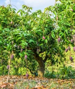 Brighter Blooms Glenn Mango Tree Fruit Trees 13 Brighter Blooms Glenn Mango Tree Fruit Trees
