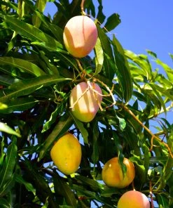Brighter Blooms Mangos Trees Mango Kit 10 Brighter Blooms Mangos Trees Mango Kit