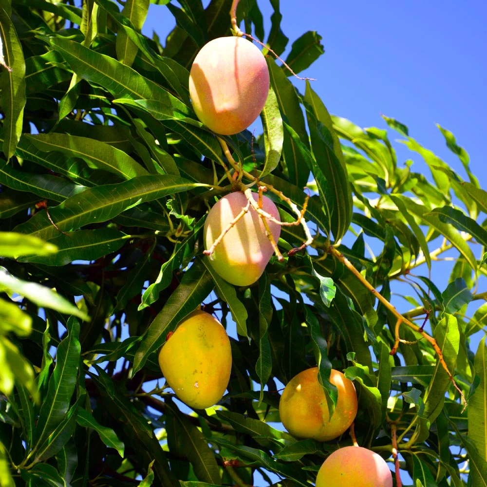 Brighter Blooms Mangos Trees Mango Kit 5 Brighter Blooms Mangos Trees Mango Kit
