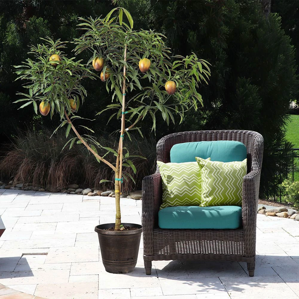 Brighter Blooms Glenn Mango Tree Fruit Trees 5 Brighter Blooms Glenn Mango Tree Fruit Trees