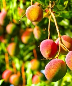Brighter Blooms Glenn Mango Tree Fruit Trees