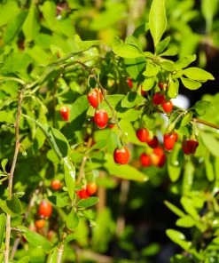 Brighter Blooms Fruit Trees Goji Berry Plant 10 Brighter Blooms Fruit Trees Goji Berry Plant