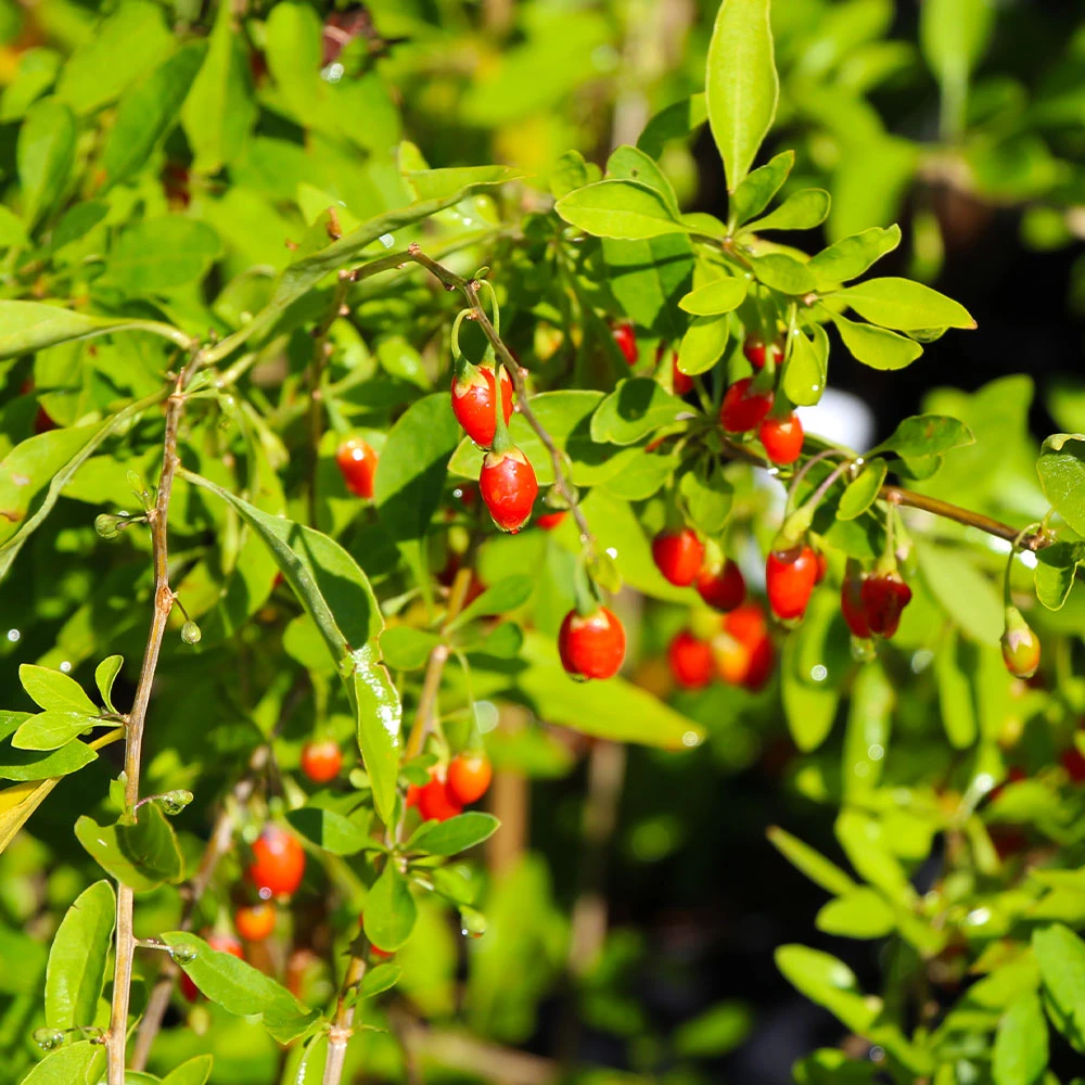 Brighter Blooms Fruit Trees Goji Berry Plant 5 Brighter Blooms Fruit Trees Goji Berry Plant