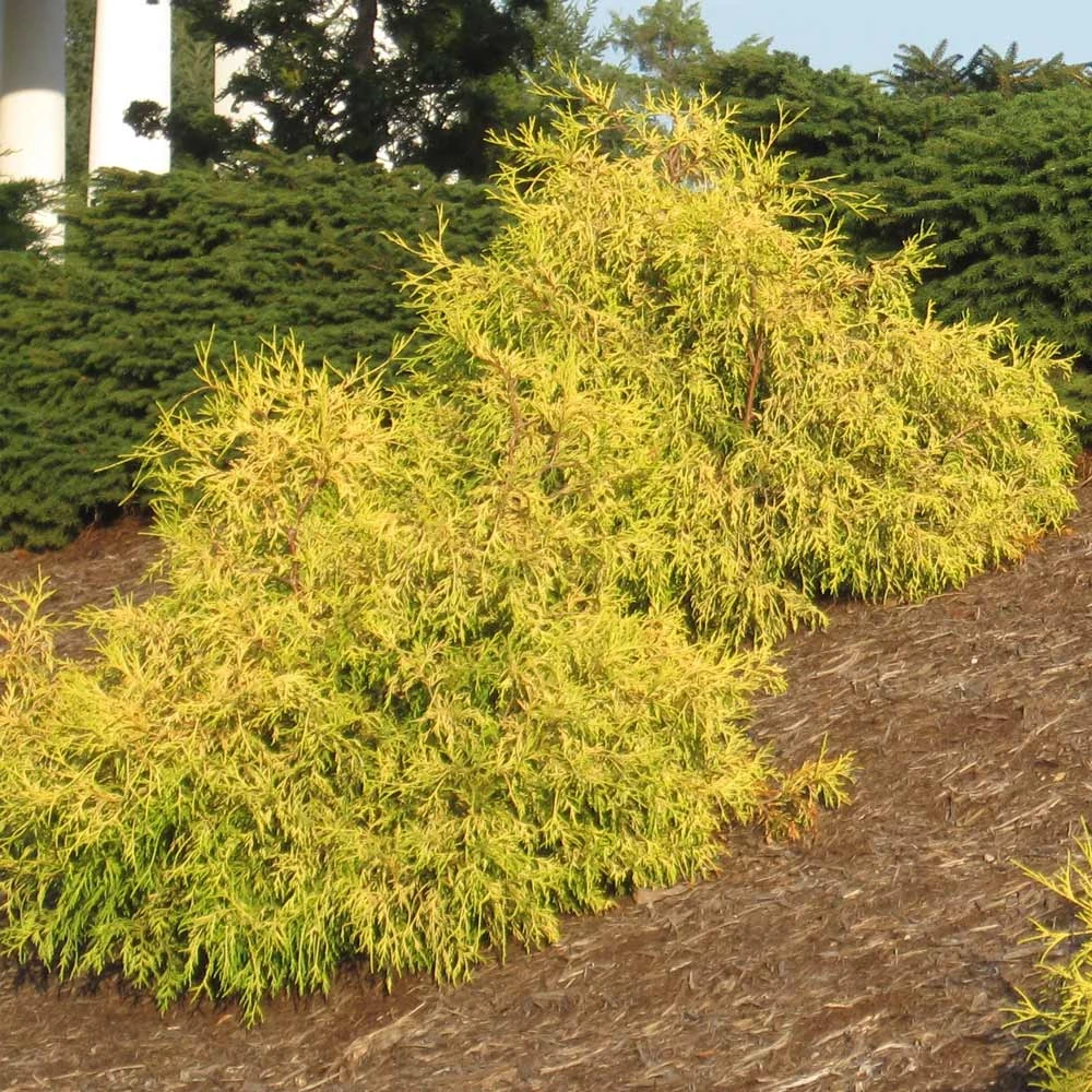 Brighter Blooms Gold Mop Cypress Tree 2 Brighter Blooms Gold Mop Cypress Tree