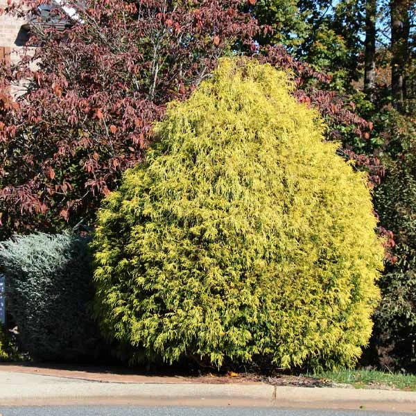 Brighter Blooms Gold Mop Cypress Tree 1 Brighter Blooms Gold Mop Cypress Tree