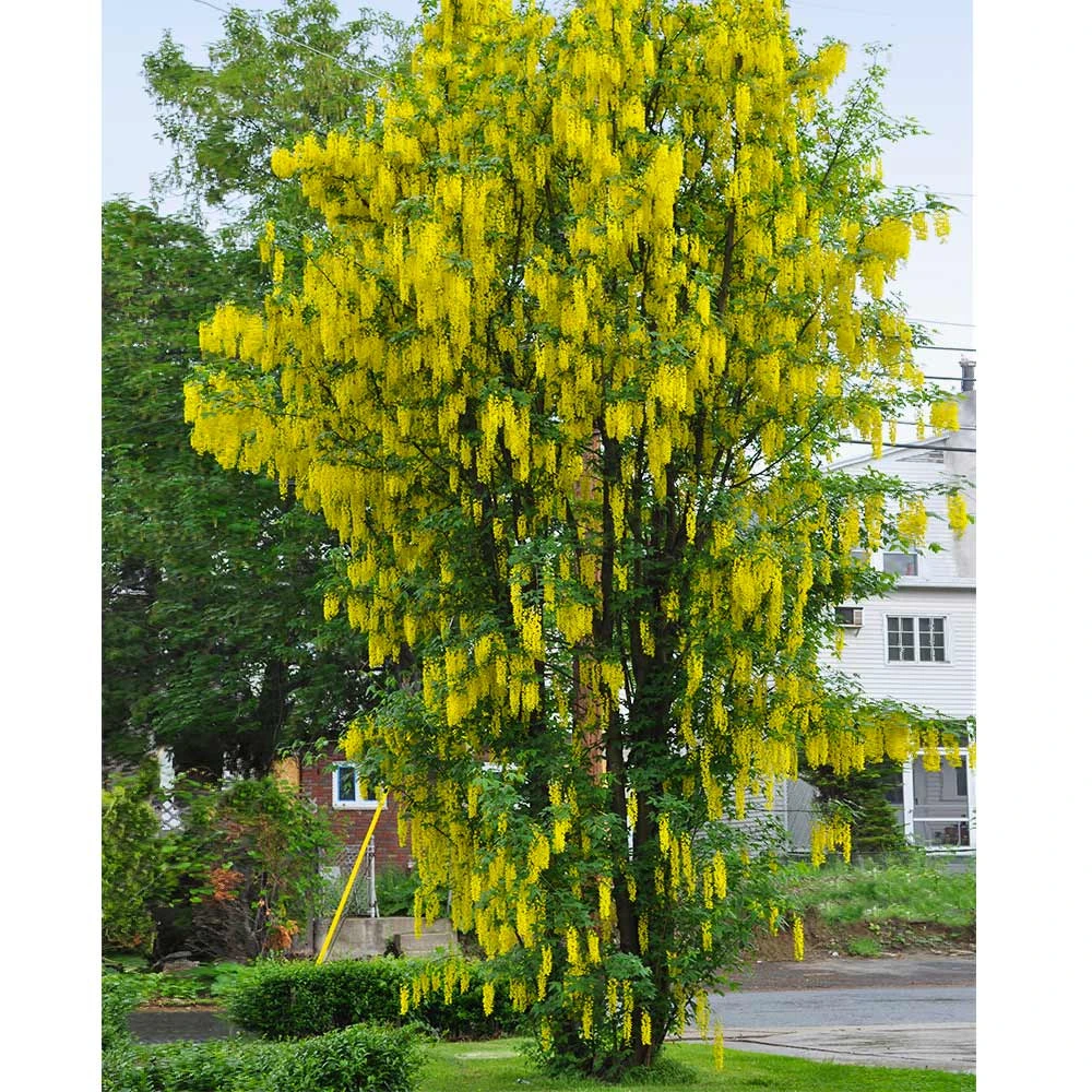 Brighter Blooms Columnar Goldenchain Tree Flowering Trees 3 Brighter Blooms Columnar Goldenchain Tree Flowering Trees