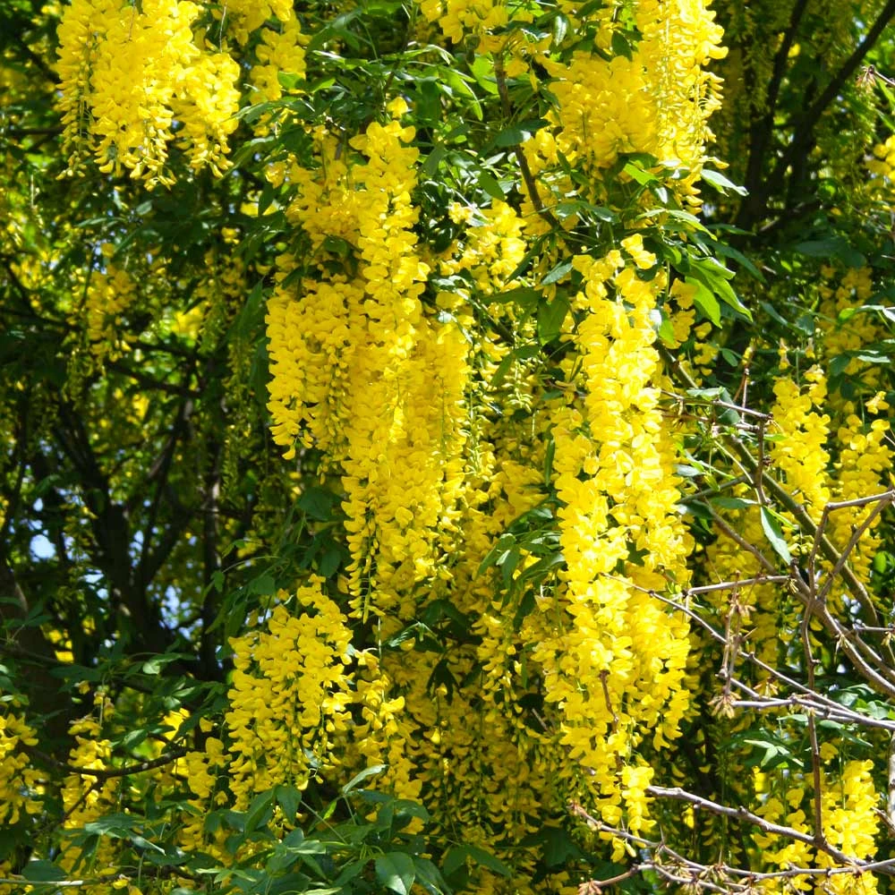 Brighter Blooms Columnar Goldenchain Tree Flowering Trees 4 Brighter Blooms Columnar Goldenchain Tree Flowering Trees