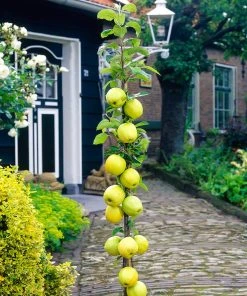 Brighter Blooms Golden Sentinel Columnar Apple Tree Fruit Trees