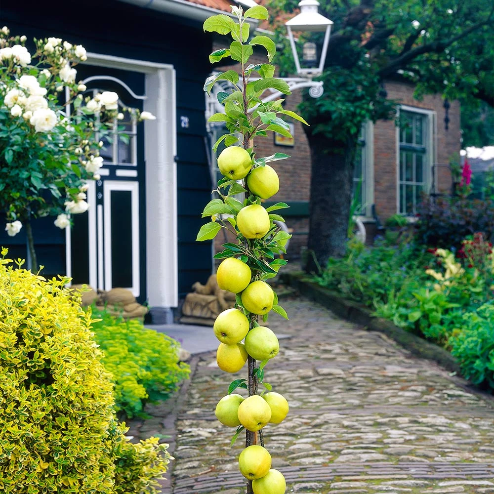 Brighter Blooms Golden Sentinel Columnar Apple Tree Fruit Trees 2 Brighter Blooms Golden Sentinel Columnar Apple Tree Fruit Trees