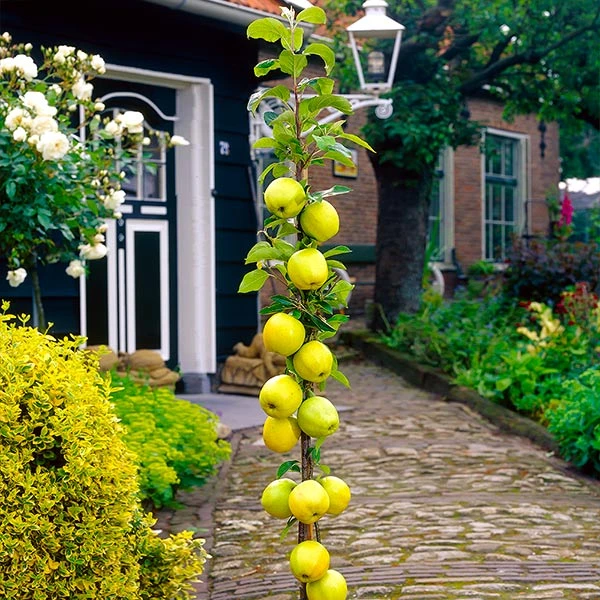 Brighter Blooms Golden Sentinel Columnar Apple Tree Fruit Trees 1 Brighter Blooms Golden Sentinel Columnar Apple Tree Fruit Trees