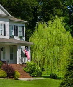 Brighter Blooms 'Golden Curls' Corkscrew Willow Tree 7 Brighter Blooms 'Golden Curls' Corkscrew Willow Tree
