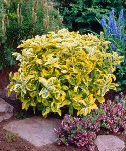 Brighter Blooms Shrubs & Hedges Golden Euonymus Shrub