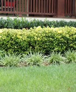 Brighter Blooms Shrubs & Hedges Golden Euonymus Shrub