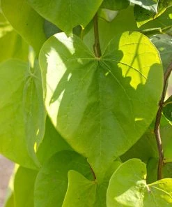 Brighter Blooms Golden Falls® Redbud Tree 8 Brighter Blooms Golden Falls® Redbud Tree