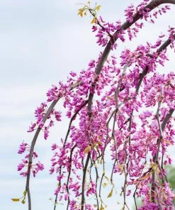 Brighter Blooms Golden Falls® Redbud Tree 9 Brighter Blooms Golden Falls® Redbud Tree
