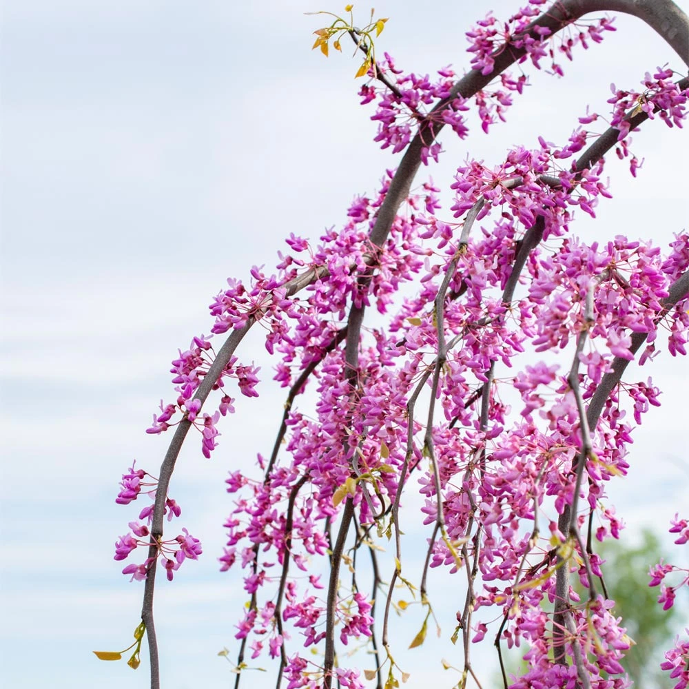 Brighter Blooms Golden Falls® Redbud Tree 5 Brighter Blooms Golden Falls® Redbud Tree