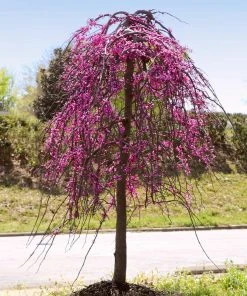Brighter Blooms Golden Falls® Redbud Tree 7 Brighter Blooms Golden Falls® Redbud Tree