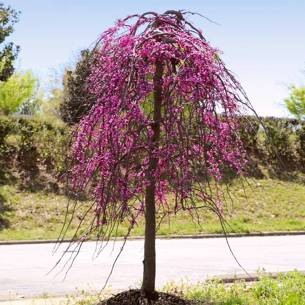 Brighter Blooms Golden Falls® Redbud Tree 3 Brighter Blooms Golden Falls® Redbud Tree