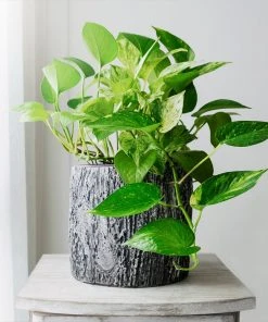 Brighter Blooms House & Patio Golden Pothos Plant 9 Brighter Blooms House & Patio Golden Pothos Plant