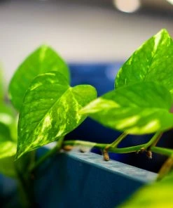 Brighter Blooms House & Patio Golden Pothos Plant 11 Brighter Blooms House & Patio Golden Pothos Plant