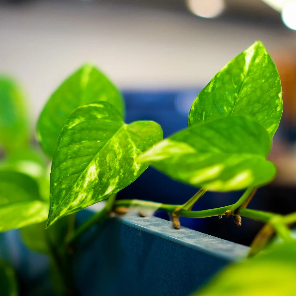 Brighter Blooms House & Patio Golden Pothos Plant 5 Brighter Blooms House & Patio Golden Pothos Plant