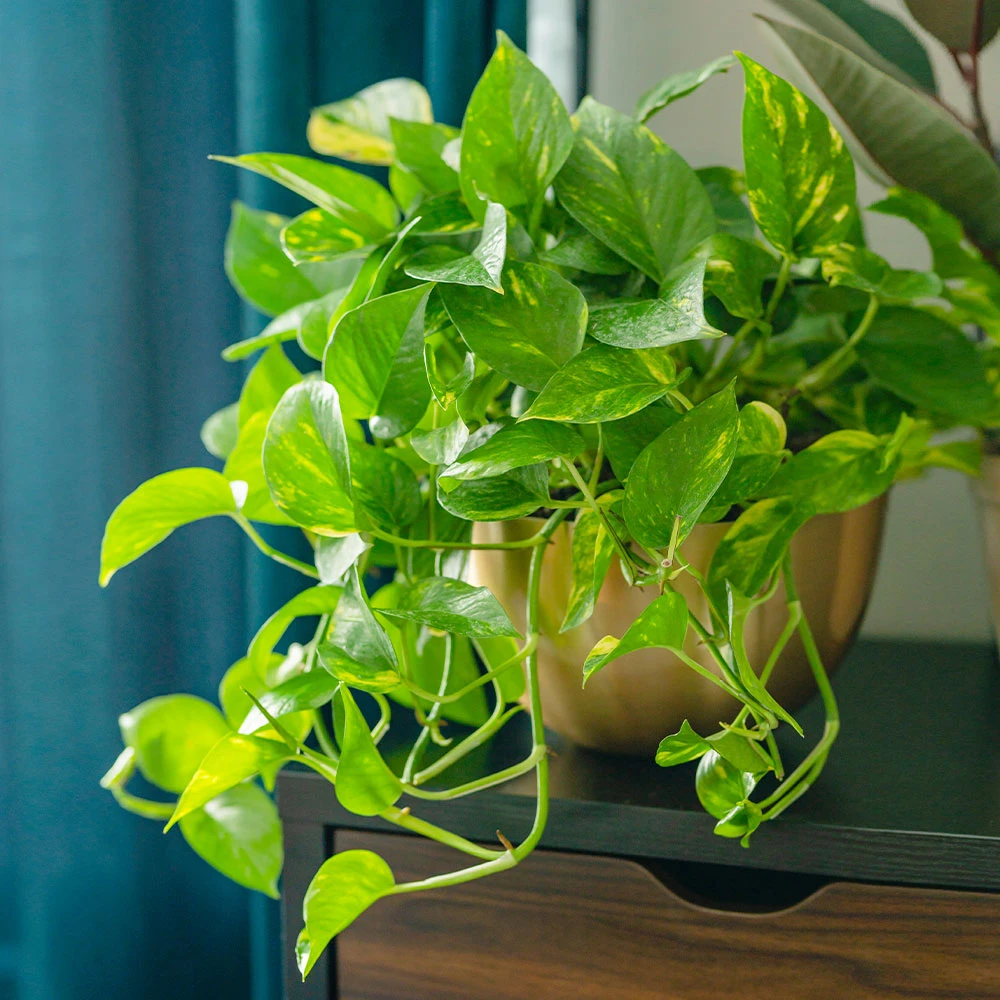 Brighter Blooms House & Patio Golden Pothos Plant 1 Brighter Blooms House & Patio Golden Pothos Plant