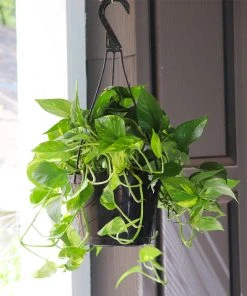 Brighter Blooms House & Patio Golden Pothos Plant 10 Brighter Blooms House & Patio Golden Pothos Plant