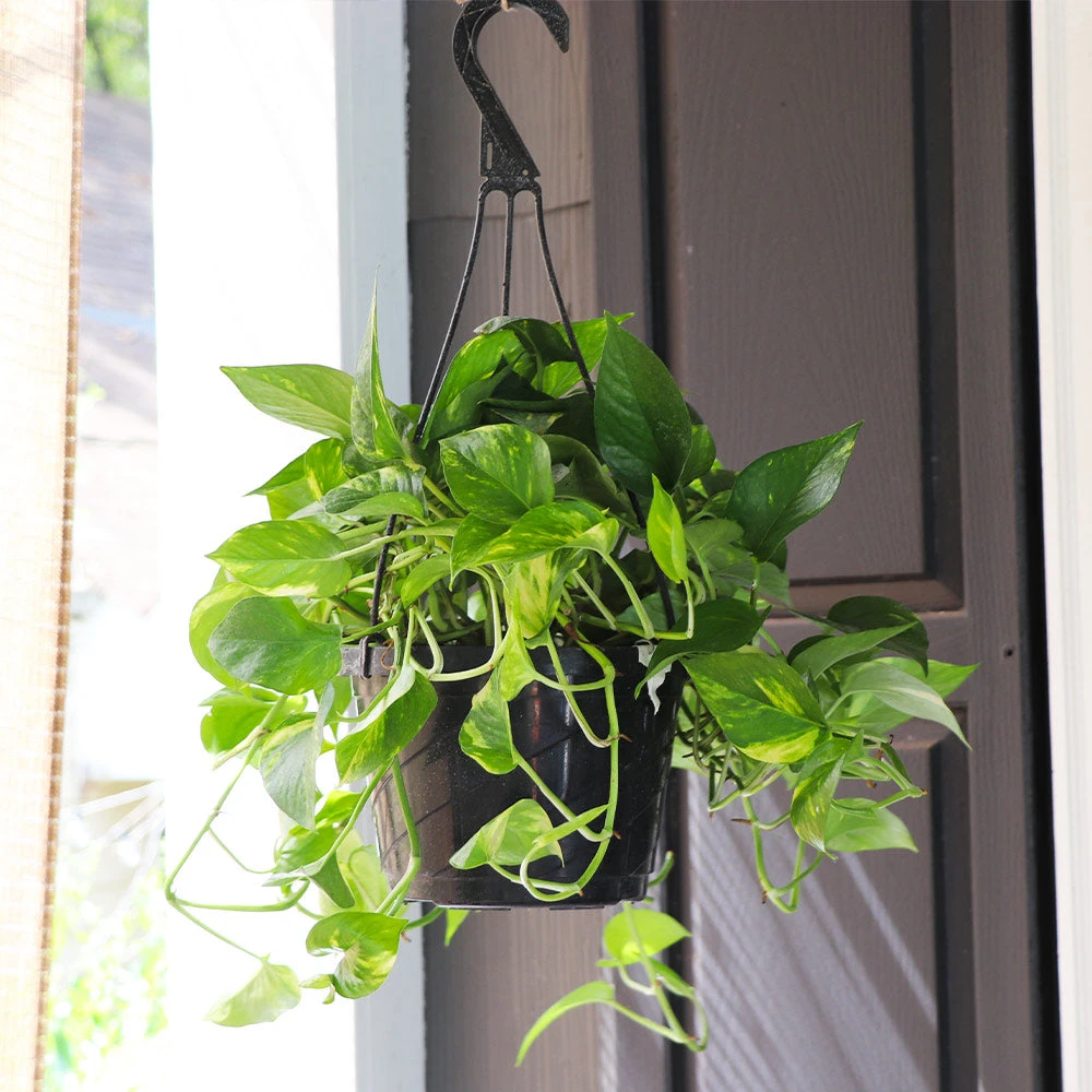 Brighter Blooms House & Patio Golden Pothos Plant 4 Brighter Blooms House & Patio Golden Pothos Plant