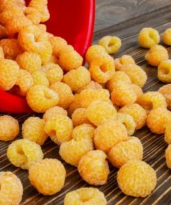 Brighter Blooms Golden Raspberry Plant Fruit Trees 6 Brighter Blooms Golden Raspberry Plant Fruit Trees