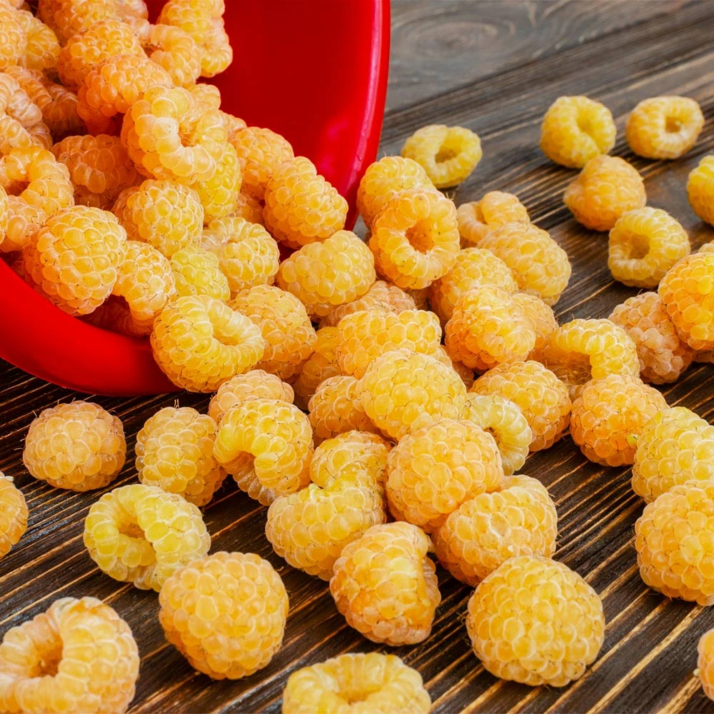 Brighter Blooms Golden Raspberry Plant Fruit Trees 3 Brighter Blooms Golden Raspberry Plant Fruit Trees