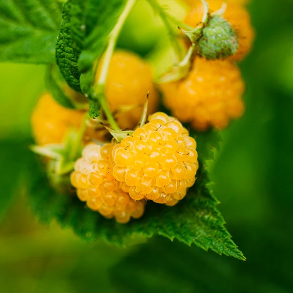 Brighter Blooms Golden Raspberry Plant Fruit Trees 1 Brighter Blooms Golden Raspberry Plant Fruit Trees